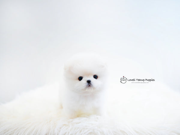 Teacup Pomeranian Male [Huracan] - Lowell Teacup Puppies inc