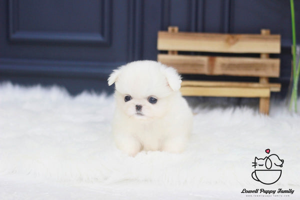 Teacup Pekingese Male [Moose] - Lowell Teacup Puppies inc