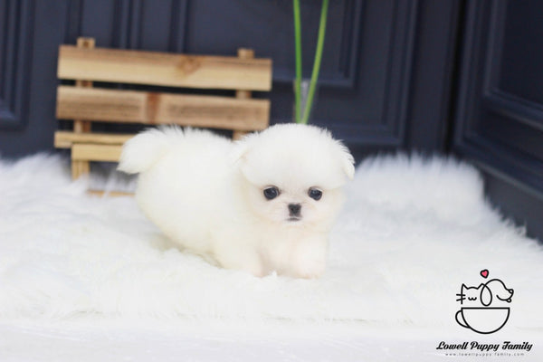 Teacup Pekingese Male [Moose] - Lowell Teacup Puppies inc
