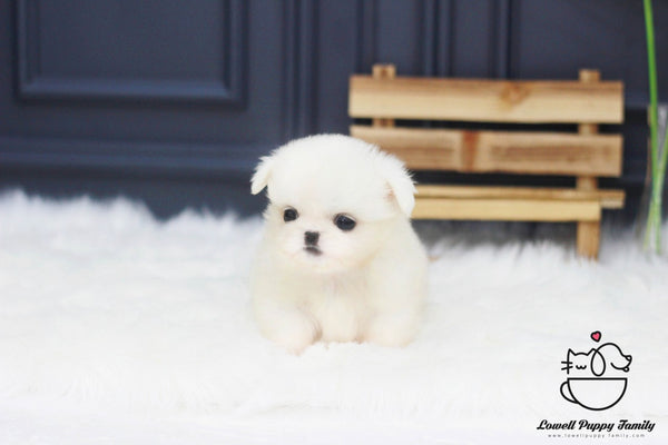 Teacup Pekingese Male [Moose] - Lowell Teacup Puppies inc