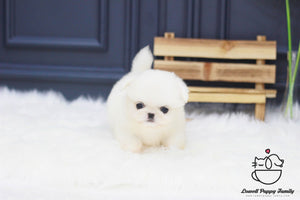 Teacup Pekingese Male [Moose] - Lowell Teacup Puppies inc