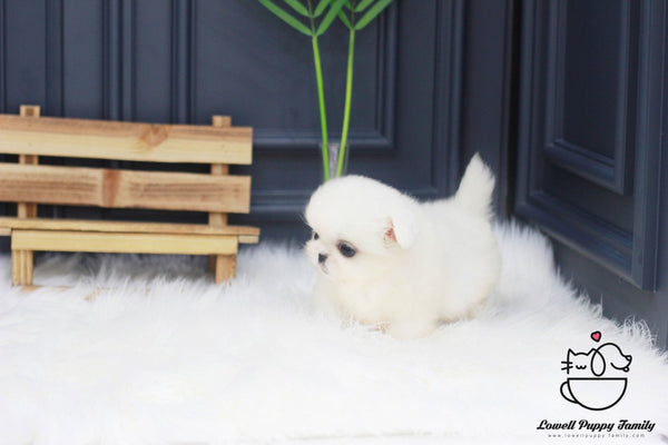 Teacup Pekingese Male [Moose] - Lowell Teacup Puppies inc
