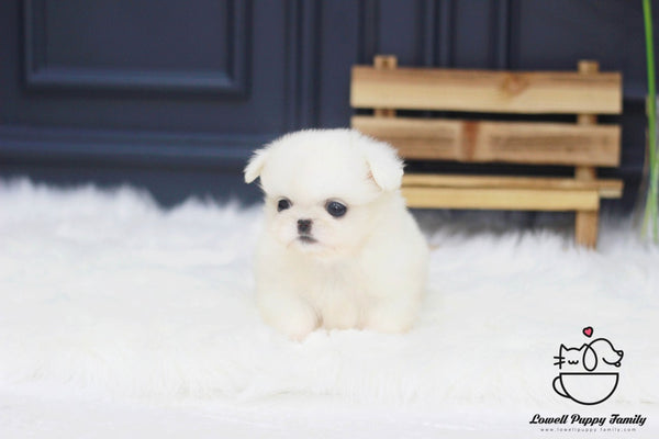 Teacup Pekingese Male [Moose] - Lowell Teacup Puppies inc