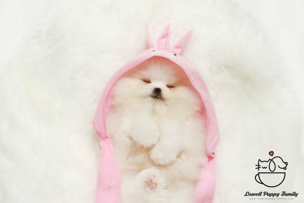 Teacup Pomeranian Female [Lola] - Lowell Teacup Puppies inc