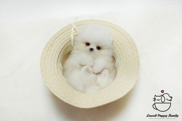 Teacup Pomeranian Female [Lola] - Lowell Teacup Puppies inc