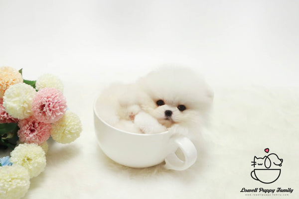 Teacup Pomeranian Female [Lola] - Lowell Teacup Puppies inc