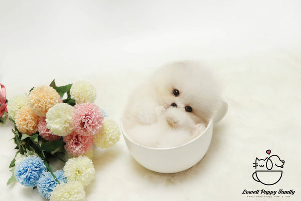 Teacup Pomeranian Female [Lola] - Lowell Teacup Puppies inc