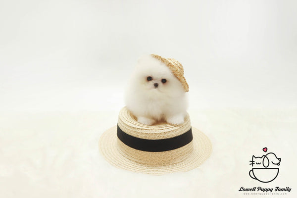 Teacup Pomeranian Female [Lola] - Lowell Teacup Puppies inc