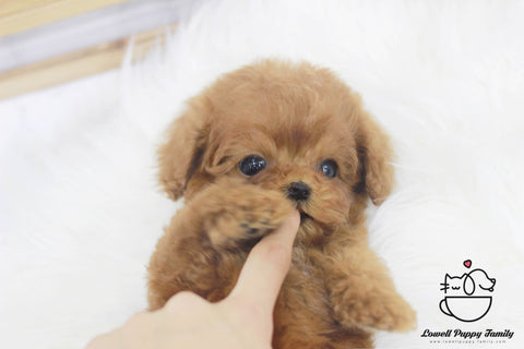 Teacup Poodle Female [Kiki] - Lowell Teacup Puppies inc