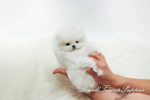 Teacup Pomeranian Female [Merry] - Lowell Teacup Puppies inc