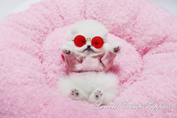 Teacup Pomeranian Female [Merry] - Lowell Teacup Puppies inc