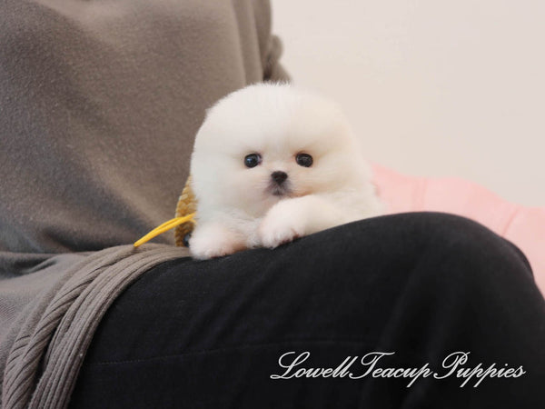 Teacup Pomeranian Male [Pepper] - Lowell Teacup Puppies inc