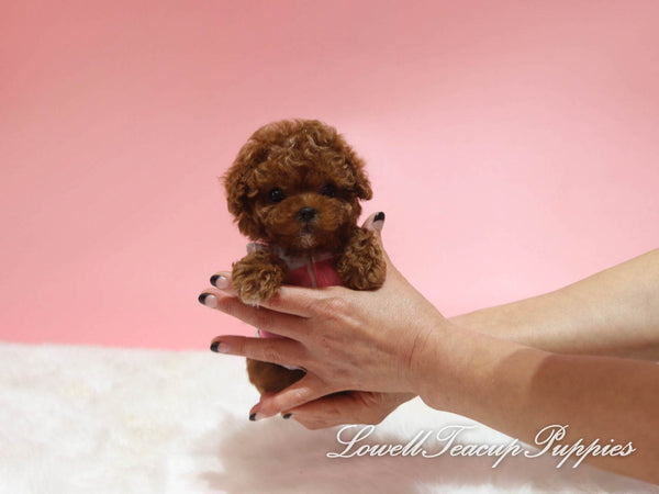 Teacup Poodle Male [Tank] - Lowell Teacup Puppies inc