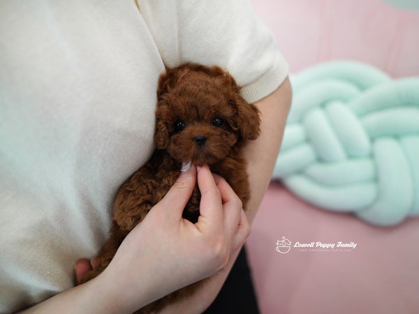 Teacup Poodle Male [Colin] - Lowell Teacup Puppies inc