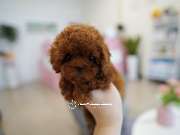 Teacup Poodle Male [Colin] - Lowell Teacup Puppies inc