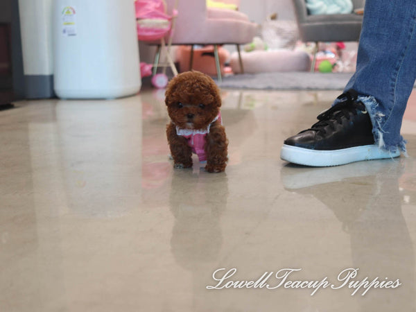 Teacup Poodle Male [Tank] - Lowell Teacup Puppies inc