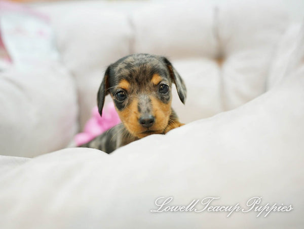 Teacup Dachshund Male [Ray] - Lowell Teacup Puppies inc