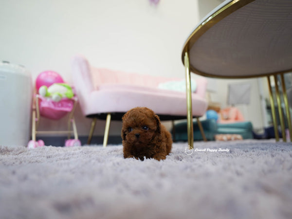 Teacup Poodle Male [Colin] - Lowell Teacup Puppies inc