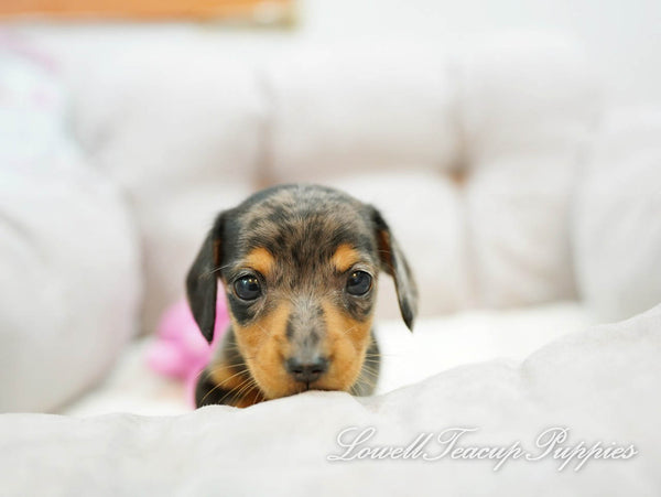 Teacup Dachshund Male [Ray] - Lowell Teacup Puppies inc