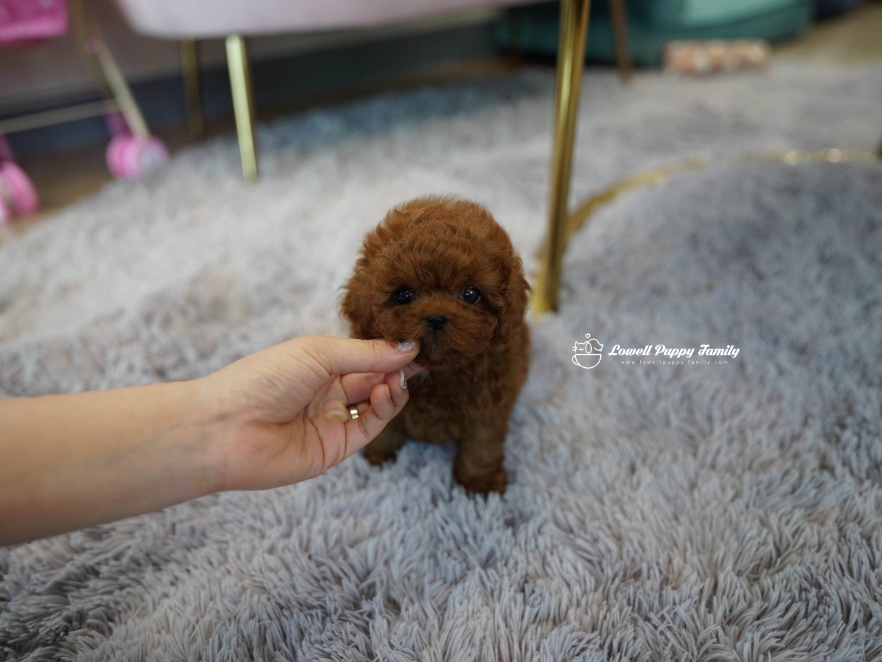 Teacup Poodle Male [Colin] - Lowell Teacup Puppies inc