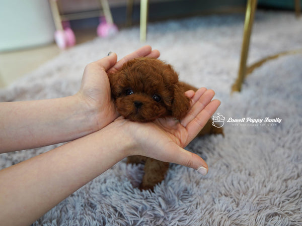 Teacup Poodle Male [Colin] - Lowell Teacup Puppies inc
