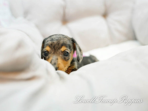 Teacup Dachshund Male [Ray] - Lowell Teacup Puppies inc