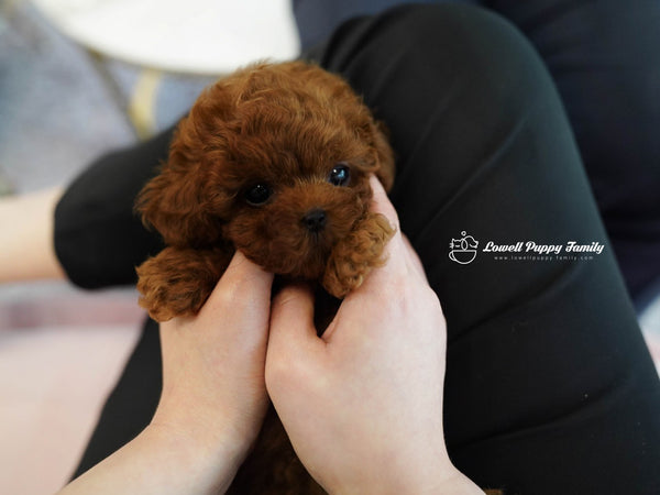Teacup Poodle Male [Colin] - Lowell Teacup Puppies inc