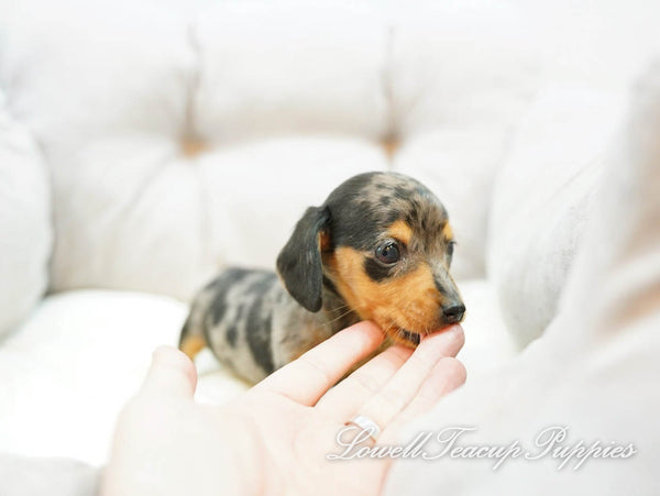 Teacup Dachshund Male [Ray] - Lowell Teacup Puppies inc