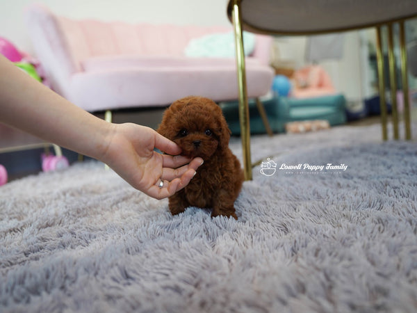 Teacup Poodle Male [Colin] - Lowell Teacup Puppies inc