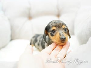 Teacup Dachshund Male [Ray] - Lowell Teacup Puppies inc