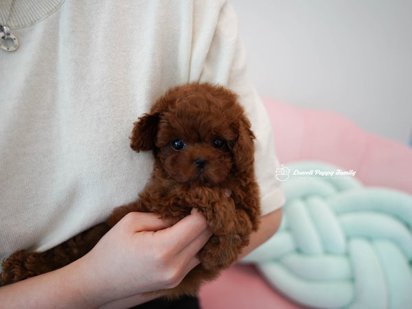 Teacup Poodle Male [Colin] - Lowell Teacup Puppies inc
