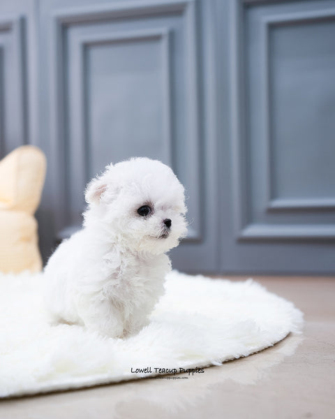 Teacup Bichon Frise Female [Ashley] - Lowell Teacup Puppies inc