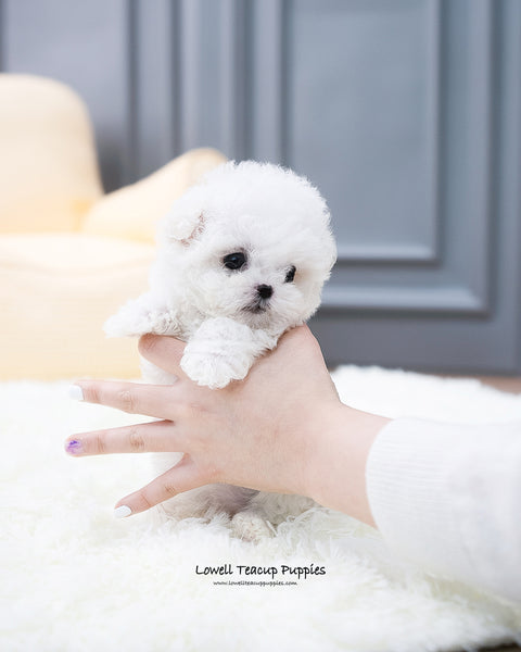 Teacup Bichon Frise Female [Ashley] - Lowell Teacup Puppies inc