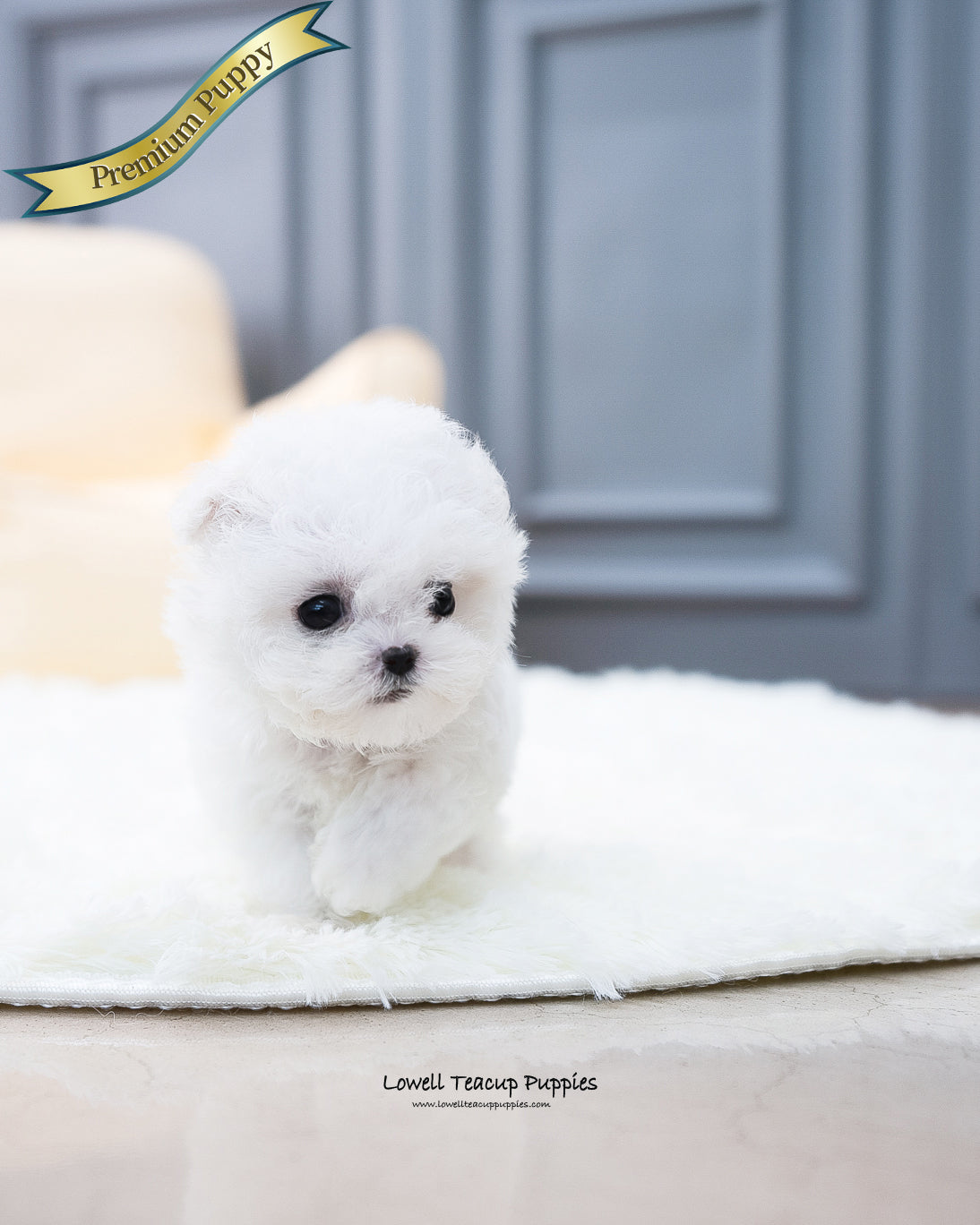 Teacup Bichon Frise Female [Ashley] - Lowell Teacup Puppies inc