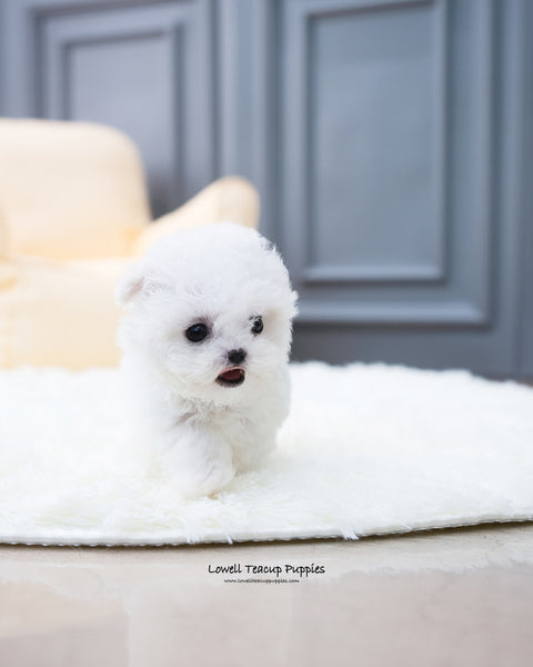 Teacup Bichon Frise Female [Ashley] - Lowell Teacup Puppies inc