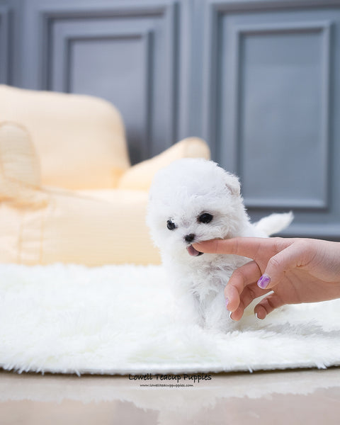 Teacup Bichon Frise Female [Ashley] - Lowell Teacup Puppies inc