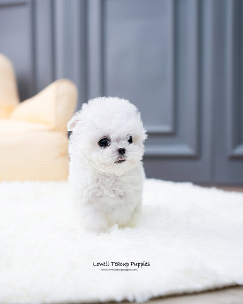 Teacup Bichon Frise Female [Ashley] - Lowell Teacup Puppies inc