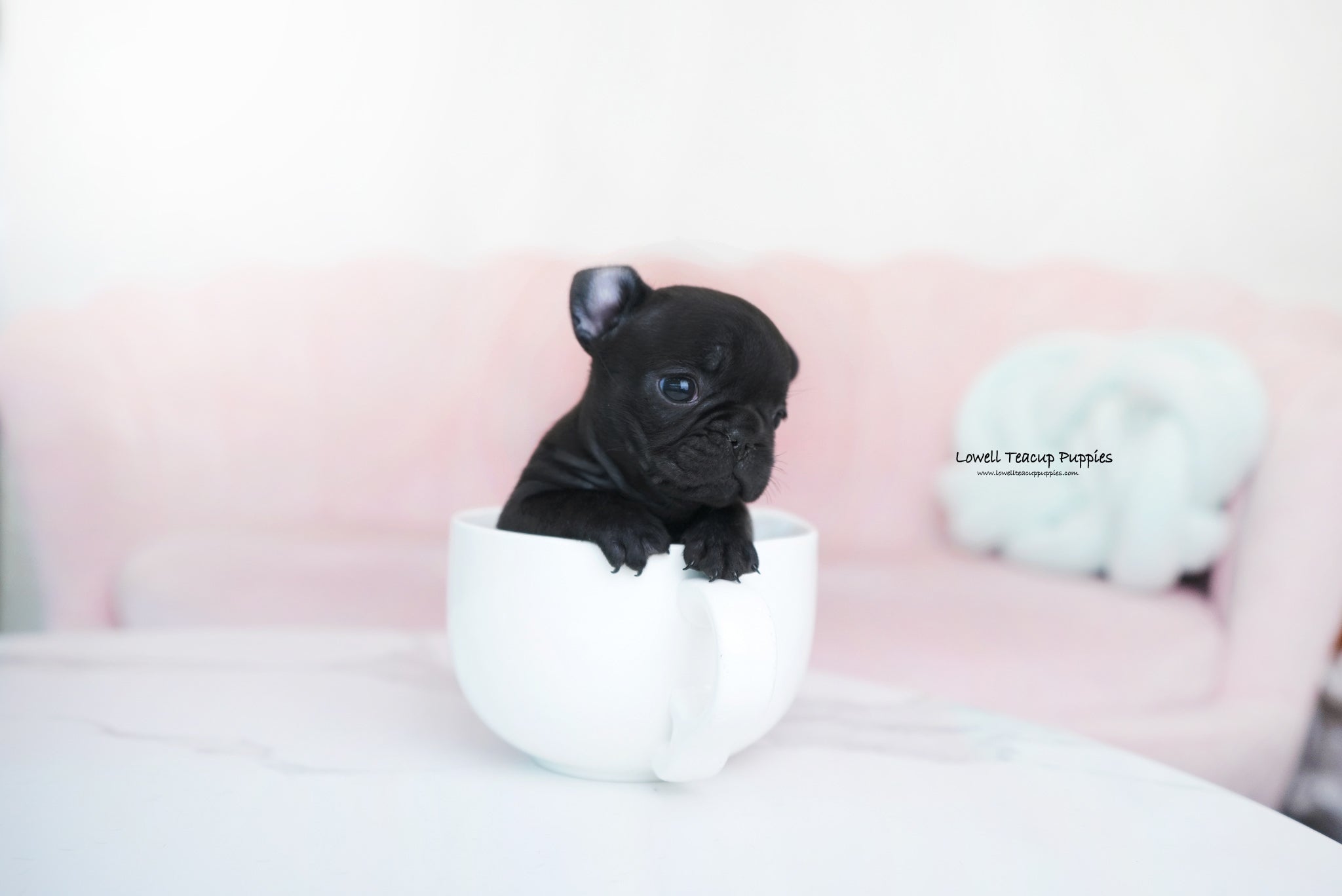 Teacup French Bulldog Female [Ember] - Lowell Teacup Puppies inc
