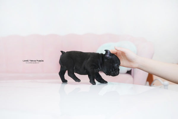 Teacup French Bulldog Female [Ember] - Lowell Teacup Puppies inc