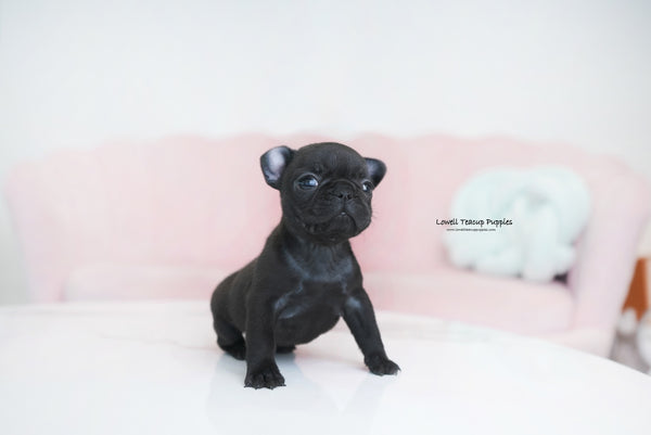 Teacup French Bulldog Female [Ember] - Lowell Teacup Puppies inc