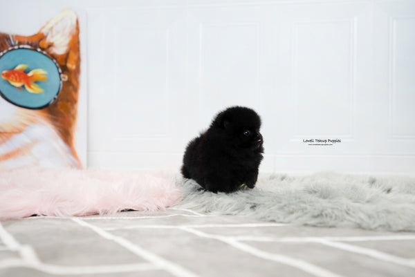 Teacup Pomeranian Female [Audrey] - Lowell Teacup Puppies inc