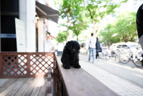 Teacup Poodle Male [Jorro] - Lowell Teacup Puppies inc