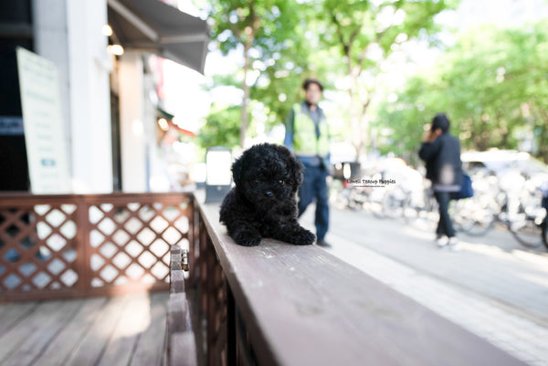 Teacup Poodle Male [Jorro] - Lowell Teacup Puppies inc