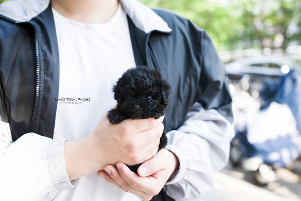 Teacup Poodle Male [Jorro] - Lowell Teacup Puppies inc