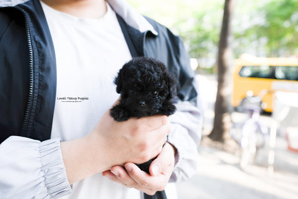 Teacup Poodle Male [Jorro] - Lowell Teacup Puppies inc