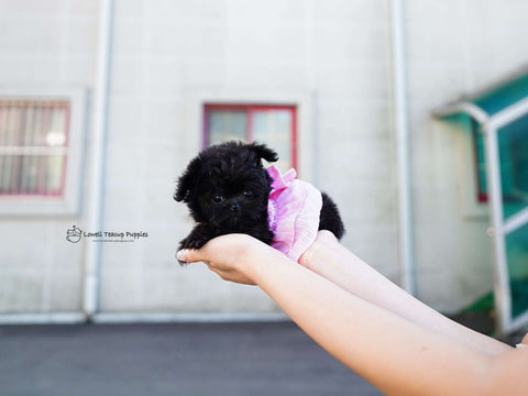 Nataf / Teacup Maltipoo Female [Bambi]