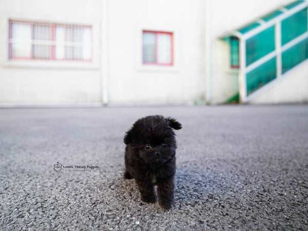 Nataf / Teacup Maltipoo Female [Bambi]