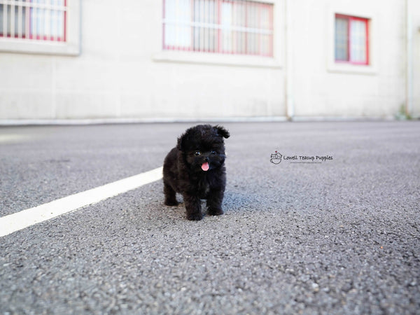 Nataf / Teacup Maltipoo Female [Bambi]