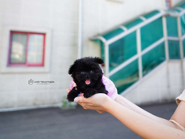 Nataf / Teacup Maltipoo Female [Bambi]