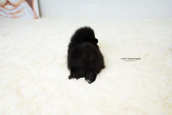 Teacup Pomeranian Male [Dante] - Lowell Teacup Puppies inc